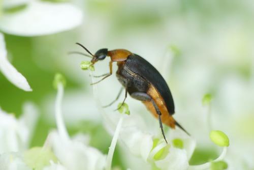 Mordellochroa abdominalis
